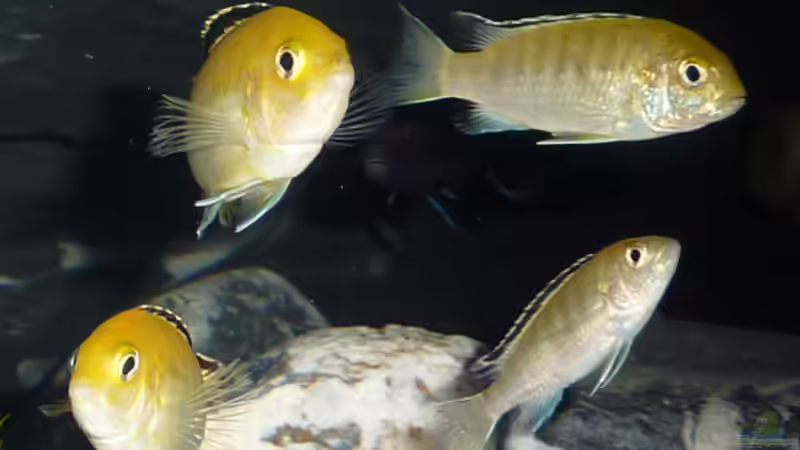 Besatz im Aquarium Dark Stone MBuna-aufgelöst- von AjakAndi (17)