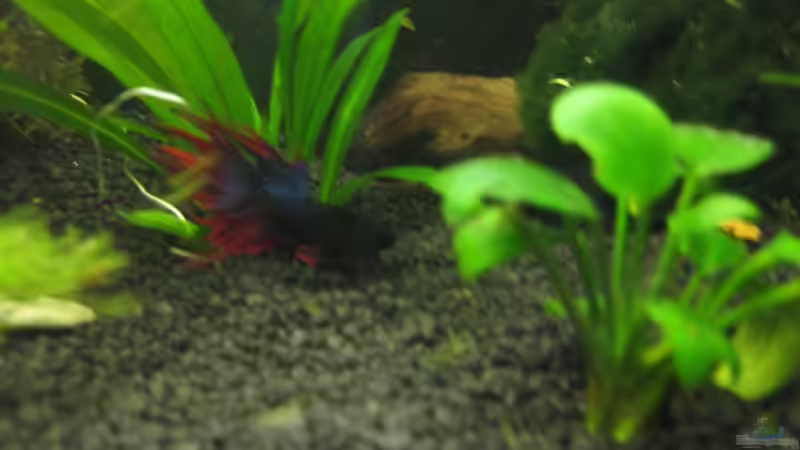 Besatz im Aquarium Das  Besatzvorschlagsbecken von Shart (4)