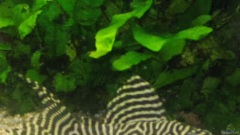 Besatz im Aquarium Das Becken gibt es nicht mehr!!!! von Skyblyes (10)