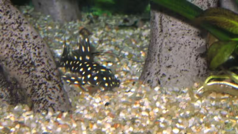 Besatz im Aquarium Das Becken gibt es nicht mehr!!!! von Skyblyes (11)