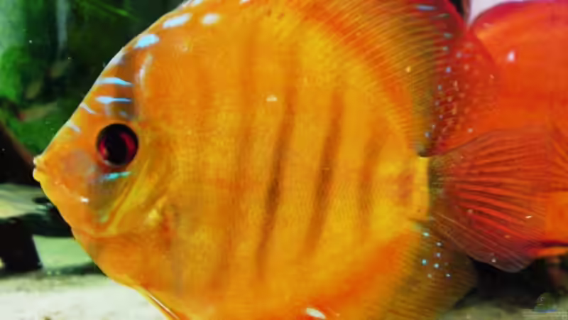 Besatz im Aquarium Das Becken gibt es nicht mehr!!!! von Skyblyes (12)