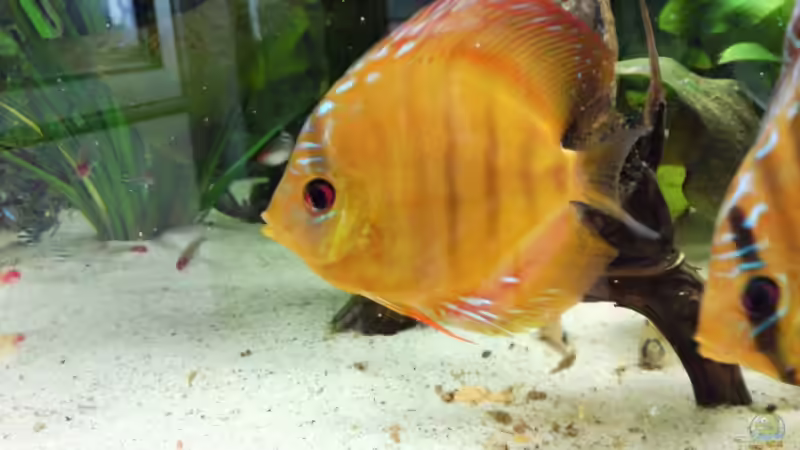 Besatz im Aquarium Das Becken gibt es nicht mehr!!!! von Skyblyes (14)