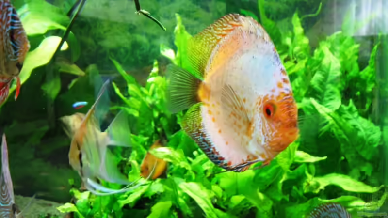 Besatz im Aquarium Das Becken gibt es nicht mehr!!!! von Skyblyes (9)