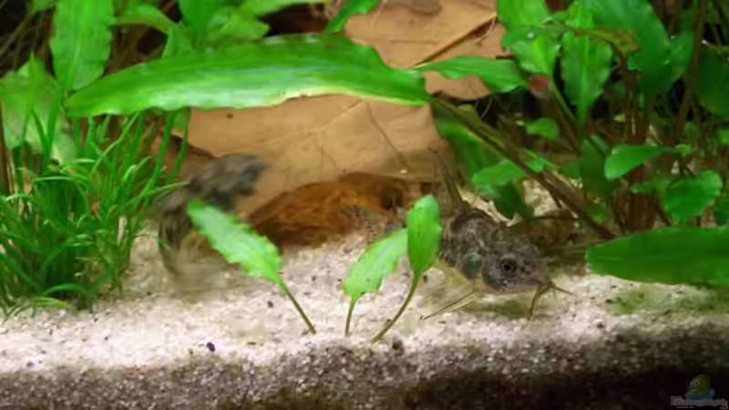 Besatz im Aquarium Das Becken wurde aufgelöst! von Erik Dreßen (10)