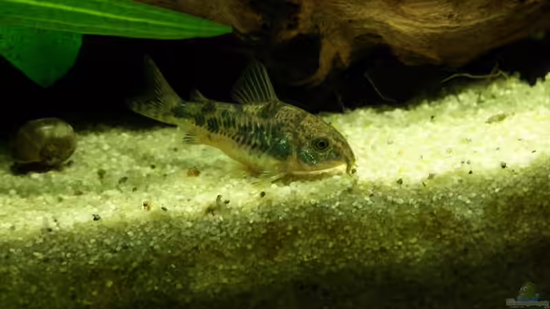 Besatz im Aquarium Das Becken wurde aufgelöst! von Erik Dreßen (4)