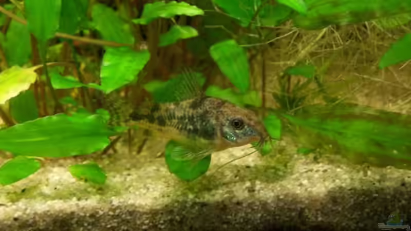 Besatz im Aquarium Das Becken wurde aufgelöst! von Erik Dreßen (5)