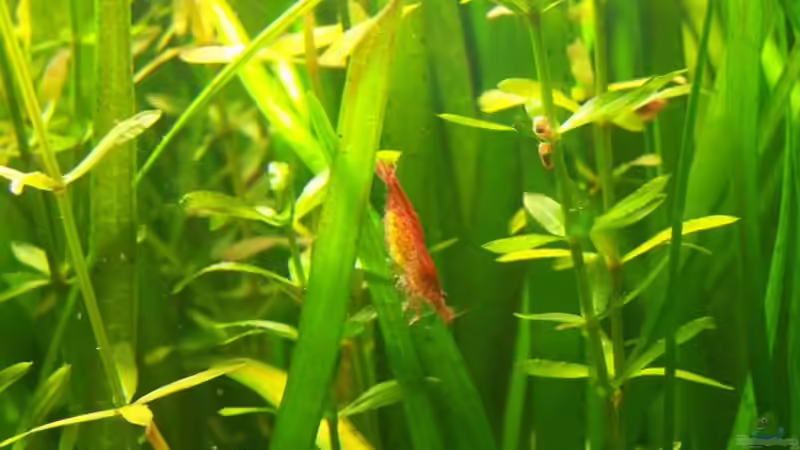 Besatz im Aquarium Das Becken wurde aufgelöst! von Erik Dreßen (6)