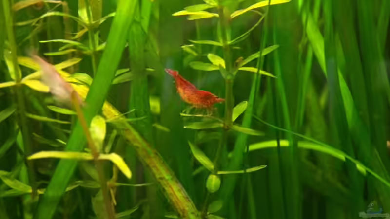 Besatz im Aquarium Das Becken wurde aufgelöst! von Erik Dreßen (7)