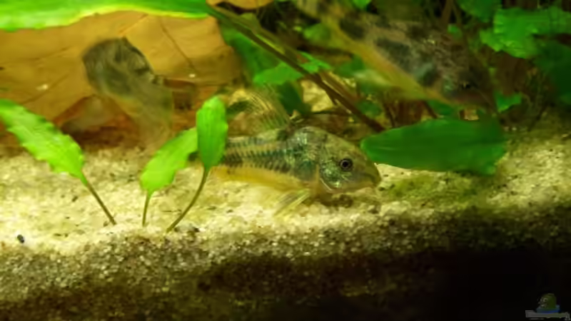 Besatz im Aquarium Das Becken wurde aufgelöst! von Erik Dreßen (9)