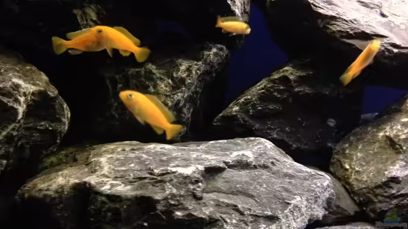 Besatz im Aquarium Das erste mal Malawi von Kunx (10)
