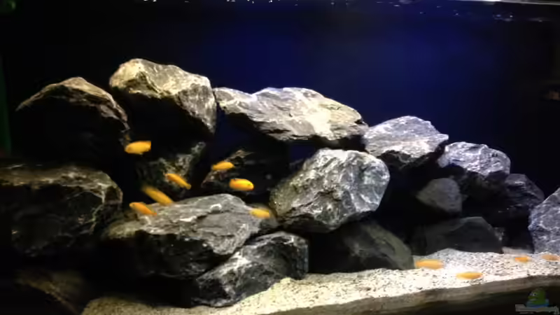 Besatz im Aquarium Das erste mal Malawi von Kunx (9)