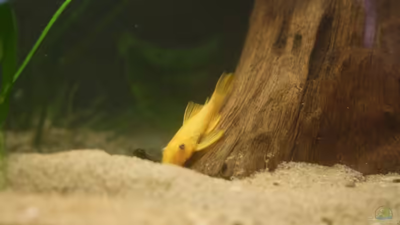 Besatz im Aquarium Das Flagschiff von schnapper (30)