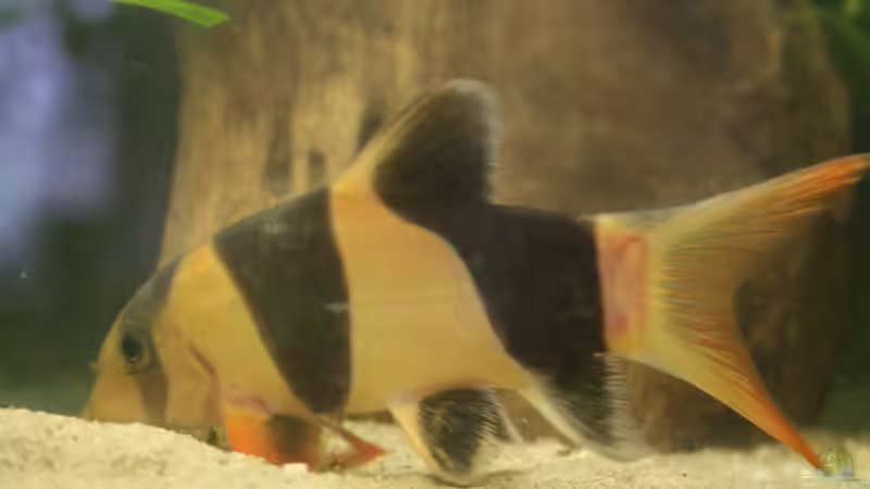 Besatz im Aquarium Das Flagschiff von schnapper (31)