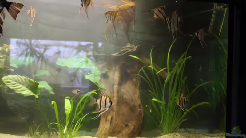 Besatz im Aquarium Das Flagschiff von schnapper (32)