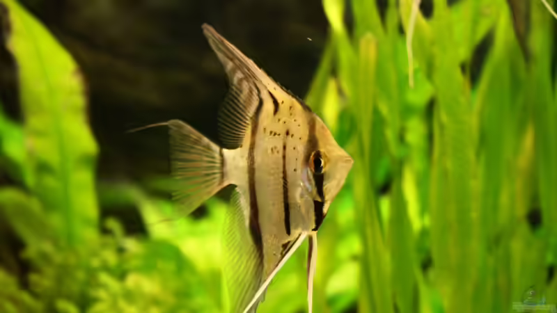 Besatz im Aquarium Das Flagschiff von schnapper (35)