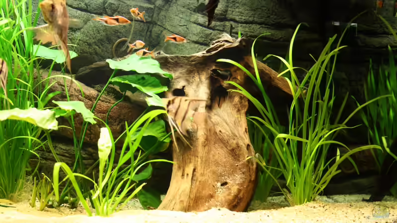 Besatz im Aquarium Das Flagschiff von schnapper (37)