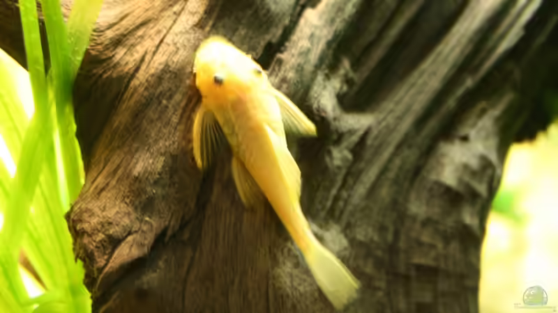 Besatz im Aquarium Das Flagschiff von schnapper (38)