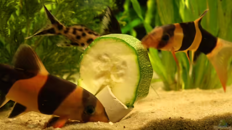 Besatz im Aquarium Das Flagschiff von schnapper (39)