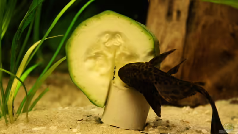 Besatz im Aquarium Das Flagschiff von schnapper (40)