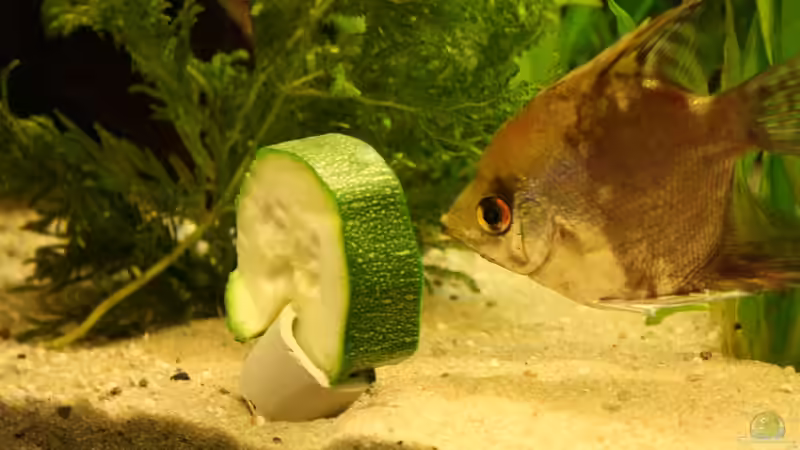 Besatz im Aquarium Das Flagschiff von schnapper (41)