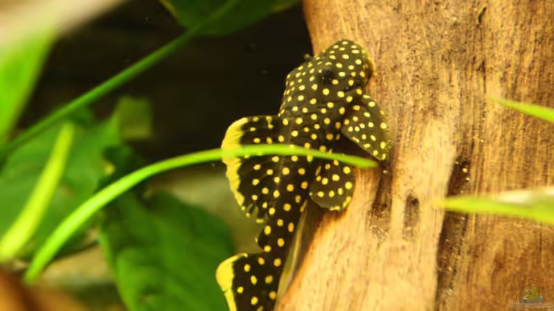 Besatz im Aquarium Das Flagschiff von schnapper (43)