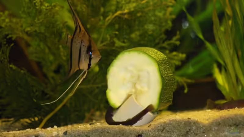 Besatz im Aquarium Das Flagschiff von schnapper (44)