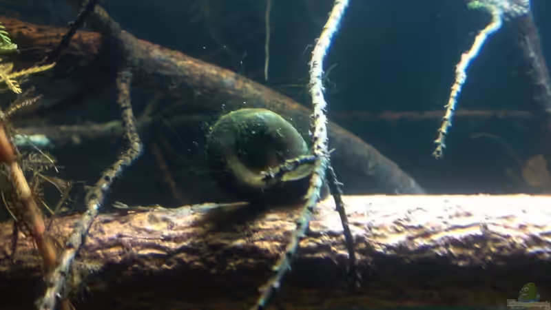 Besatz im Aquarium Das Grundelbecken von timme (32)