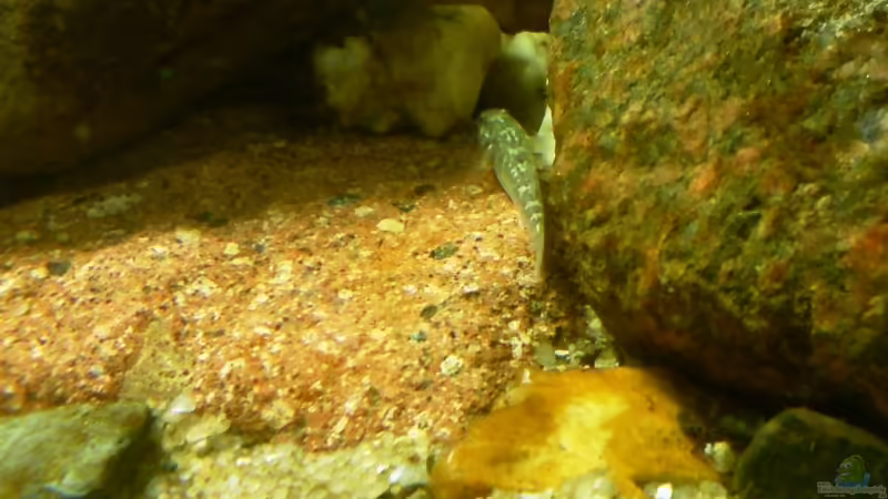 Besatz im Aquarium Das Grundelbecken von timme (33)