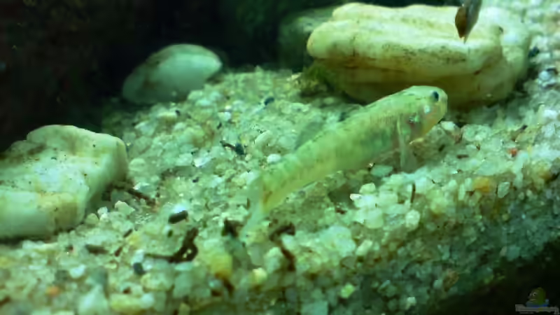 Besatz im Aquarium Das Grundelbecken von timme (34)