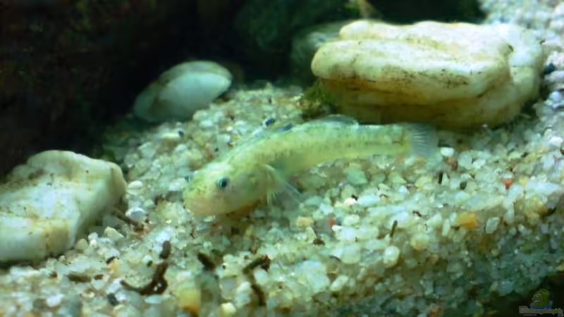 Besatz im Aquarium Das Grundelbecken von timme (35)