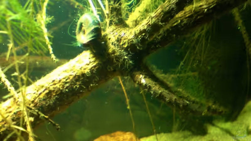 Besatz im Aquarium Das Grundelbecken von timme (38)