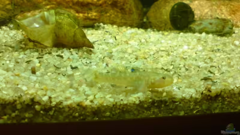 Besatz im Aquarium Das Grundelbecken von timme (39)