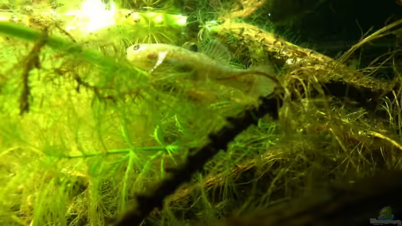 Besatz im Aquarium Das Grundelbecken von timme (41)