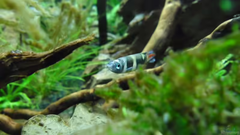 Besatz im Aquarium Das Kleine (Nur noch als Beispiel) von Ruppinho (30)