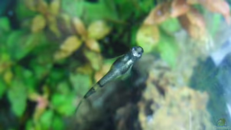 Besatz im Aquarium Das Kleine (Nur noch als Beispiel) von Ruppinho (31)