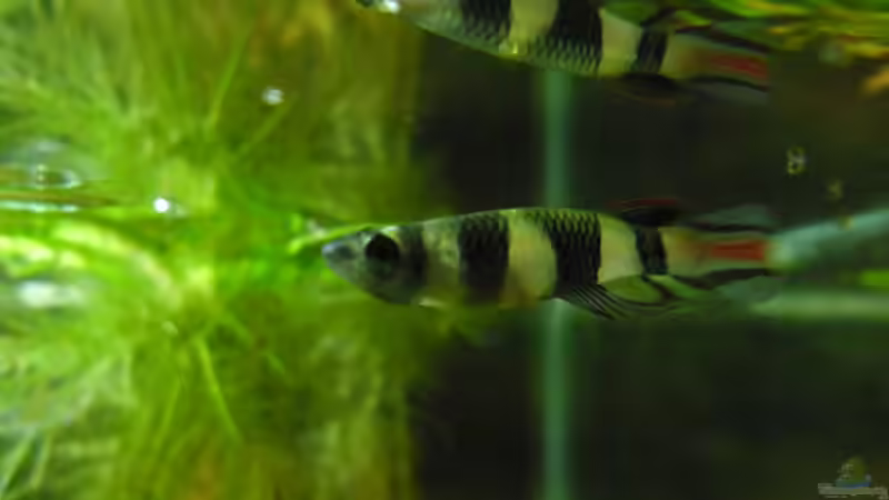 Besatz im Aquarium Das Kleine (Nur noch als Beispiel) von Ruppinho (33)