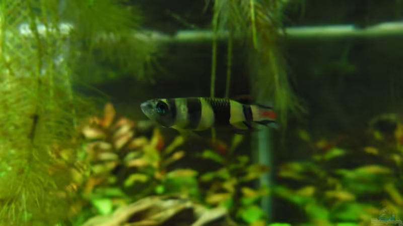 Besatz im Aquarium Das Kleine (Nur noch als Beispiel) von Ruppinho (34)