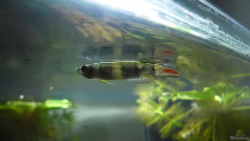 Besatz im Aquarium Das Kleine (Nur noch als Beispiel) von Ruppinho (35)