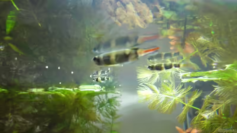 Besatz im Aquarium Das Kleine (Nur noch als Beispiel) von Ruppinho (38)