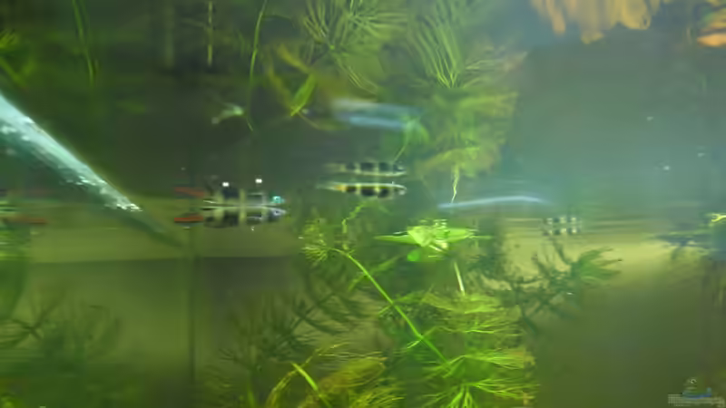Besatz im Aquarium Das Kleine (Nur noch als Beispiel) von Ruppinho (39)