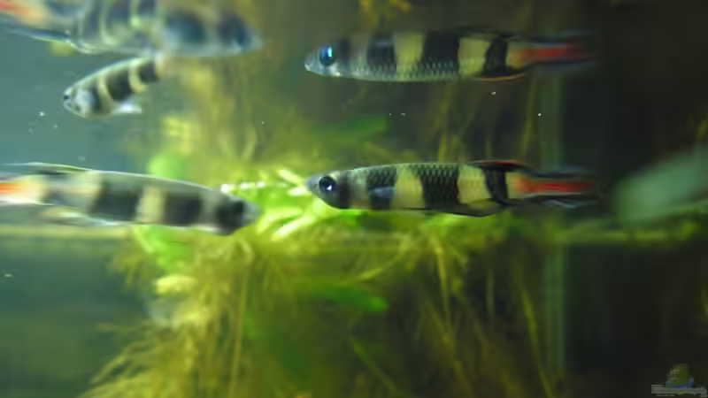 Besatz im Aquarium Das Kleine (Nur noch als Beispiel) von Ruppinho (40)