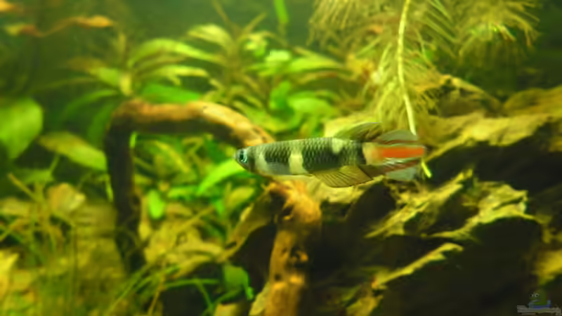 Besatz im Aquarium Das Kleine (Nur noch als Beispiel) von Ruppinho (41)