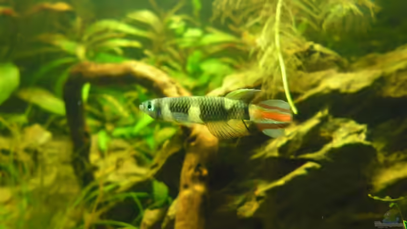 Besatz im Aquarium Das Kleine (Nur noch als Beispiel) von Ruppinho (42)