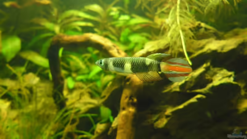 Besatz im Aquarium Das Kleine (Nur noch als Beispiel) von Ruppinho (43)