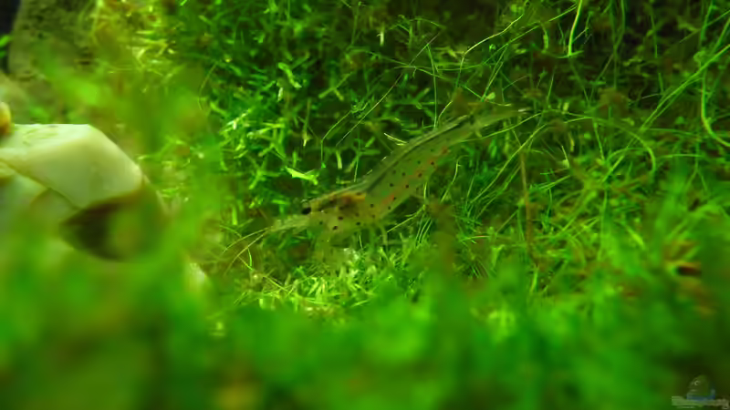 Besatz im Aquarium Das Kleine (Nur noch als Beispiel) von Ruppinho (44)