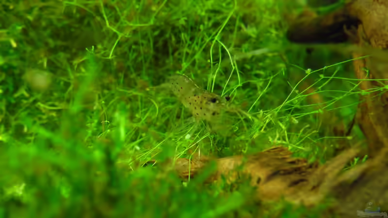 Besatz im Aquarium Das Kleine (Nur noch als Beispiel) von Ruppinho (45)