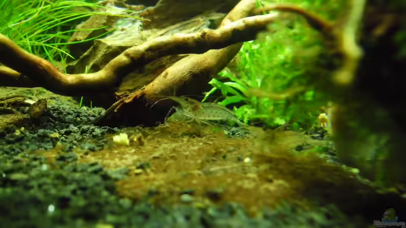 Besatz im Aquarium Das Kleine (Nur noch als Beispiel) von Ruppinho (46)