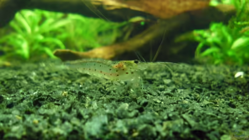 Besatz im Aquarium Das Kleine (Nur noch als Beispiel) von Ruppinho (48)