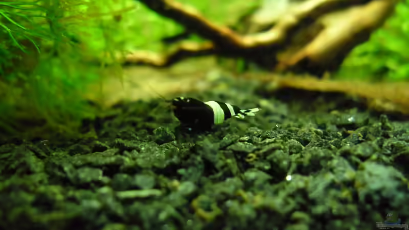 Besatz im Aquarium Das Kleine (Nur noch als Beispiel) von Ruppinho (49)