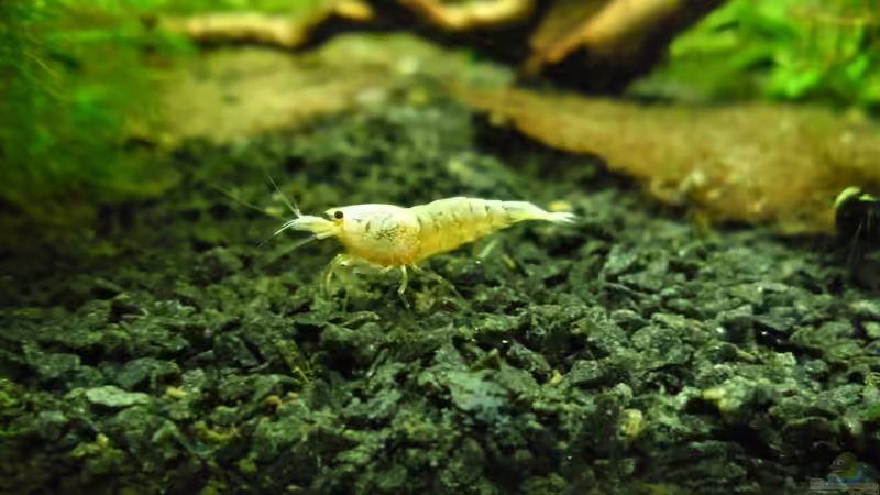 Besatz im Aquarium Das Kleine (Nur noch als Beispiel) von Ruppinho (50)